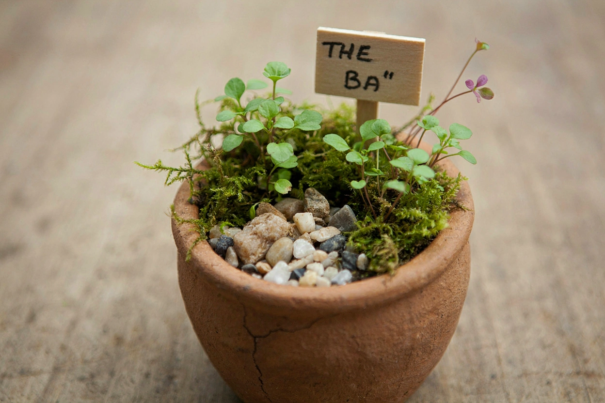 Jardin miniature dans un pot de fleurs en terre cuite fissuré, avec mousse et petites plantes