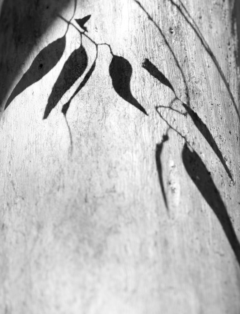 Peut-on Brûler du Bois d’Eucalyptus dans un Insert ?