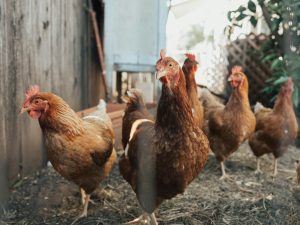 Est-il obligatoire de déclarer ses poules ?