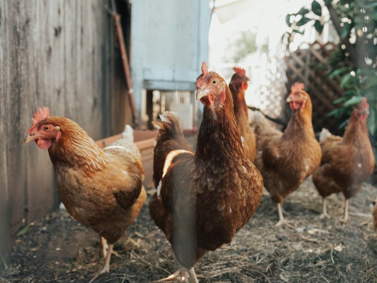 Est-il obligatoire de déclarer ses poules ?