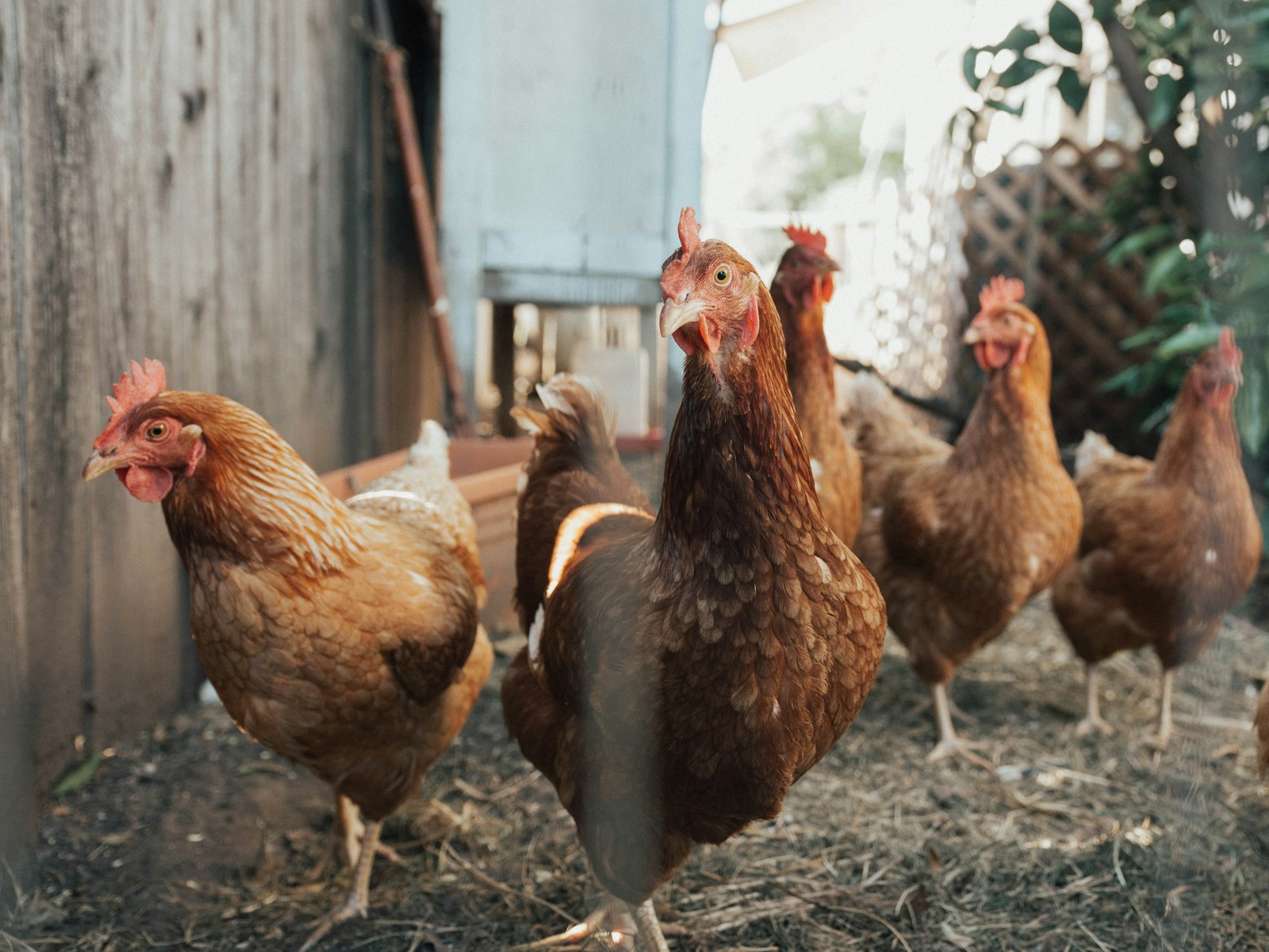 Est-il obligatoire de déclarer ses poules ?