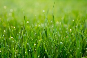 Scarifier sous la Pluie : Bonne Idée ou Faux Pas pour Votre Pelouse ?