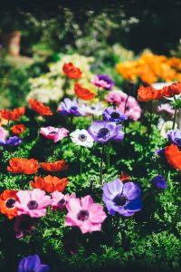 Quelles Fleurs Planter en Août ? 10 Idées pour un Jardin Éclatant Toute l’Année