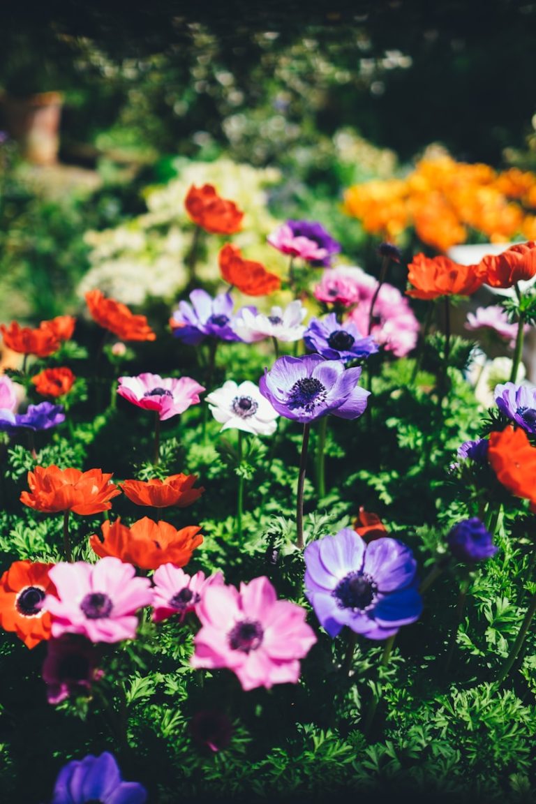 Quelles Fleurs Planter en Août ? 10 Idées pour un Jardin Éclatant Toute l’Année